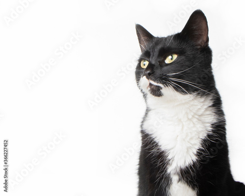 Black and white cat in studio