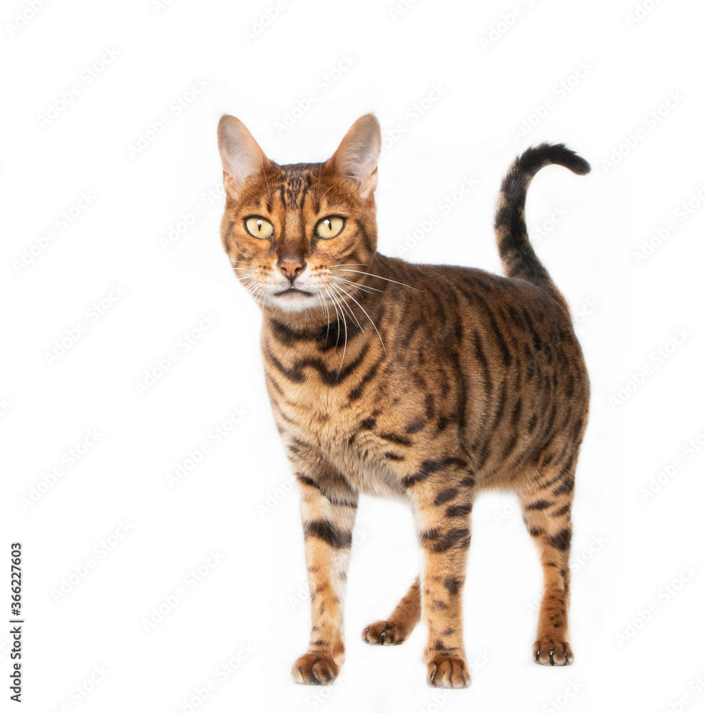 Bengal cat in studio Bengal cat in studio