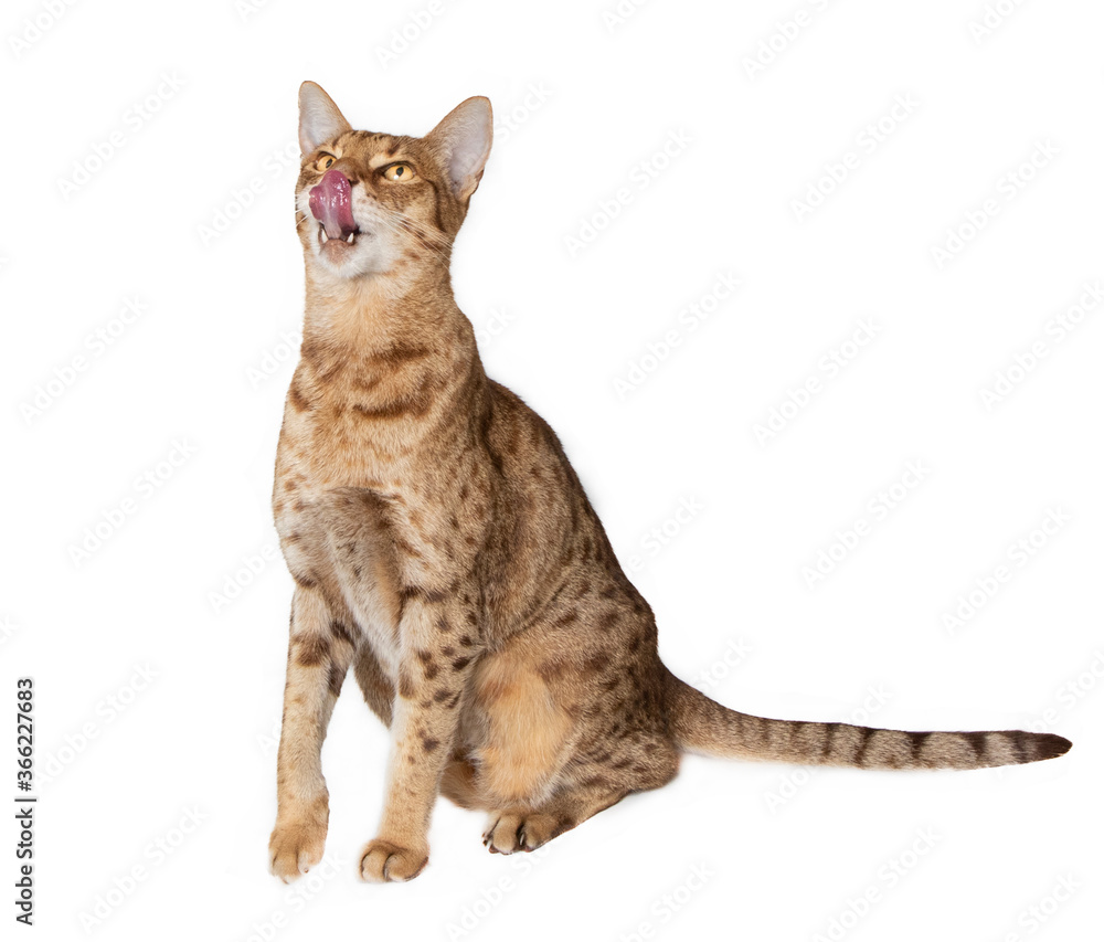 Naklejka premium Ocicat in studio