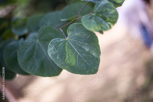 Feuille