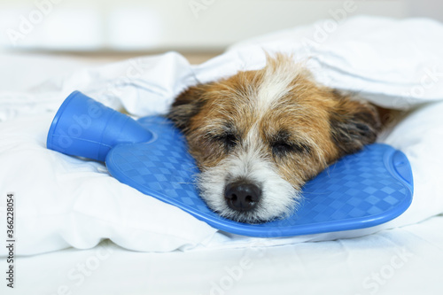 Photography Kleiner Terrier Hund liegt mit dem Kopf auf einer blauen Wärmflasche auf einer weißen Bettdecke im Schlafzimmer