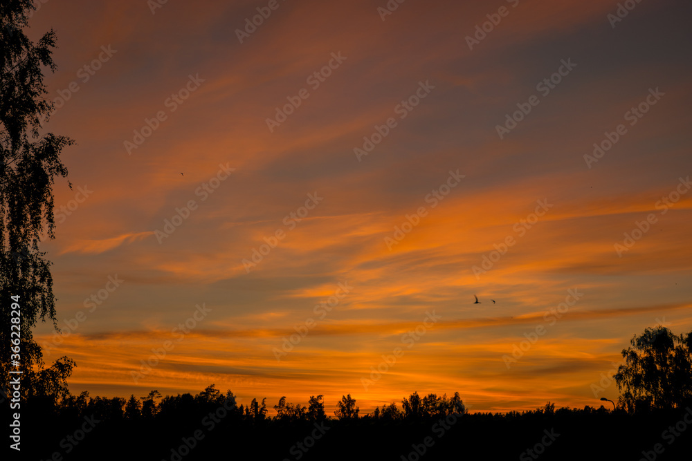 colorful sunset skies and black tree silhouettes, summer
