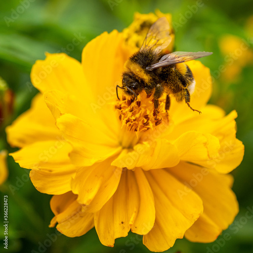 Close-up of a bumblebee on orange flower © marcus_hofmann