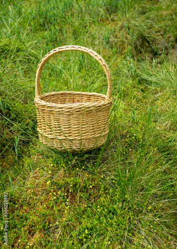 landscape with wicker basket in the bog  bog vegetation  green cranberry background  bog plants  summer