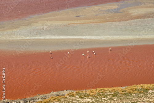 Red waters and flamingos at Colorada Lagoon - South of Bolivia. photo