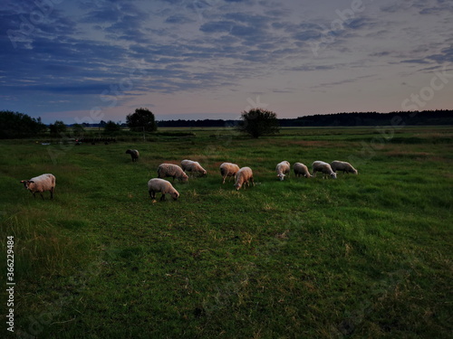 Sheep in the meadow at sunset