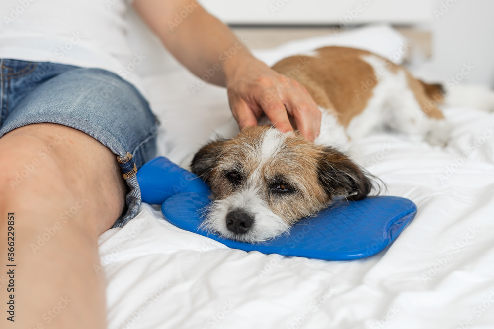 Kleiner Terrier Hund liegt mit dem Kopf auf einer blauen Wärmflasche im  Bett. Männerhand streichelt über seinen Kopf. Schlafzimmer, Hygge, Zuhause.  Stock Photo | Adobe Stock