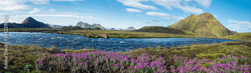Beautiful wide panoramic Icelandic landscape with wild pink flowers, blue glacier river and green mountains. Blue sky background. in area of Fjallabak Nature Reserve on Laugavegur trek, Iceland