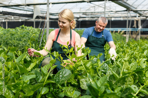 Couple of gardeners arranging creeping spinach seedlings in greenhouse