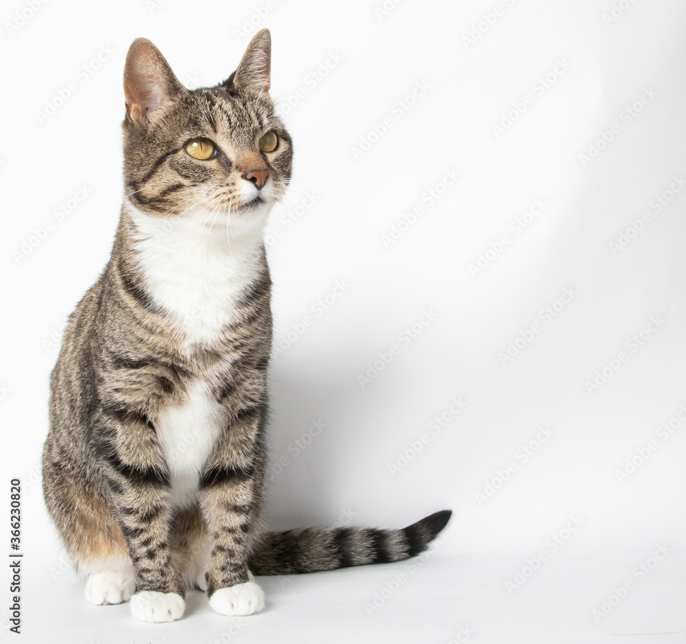 Obraz premium Tabby cat studio