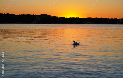 swan against the sunset sky