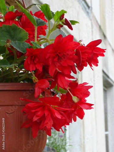 Red ampel begonia in a hanging pot photo