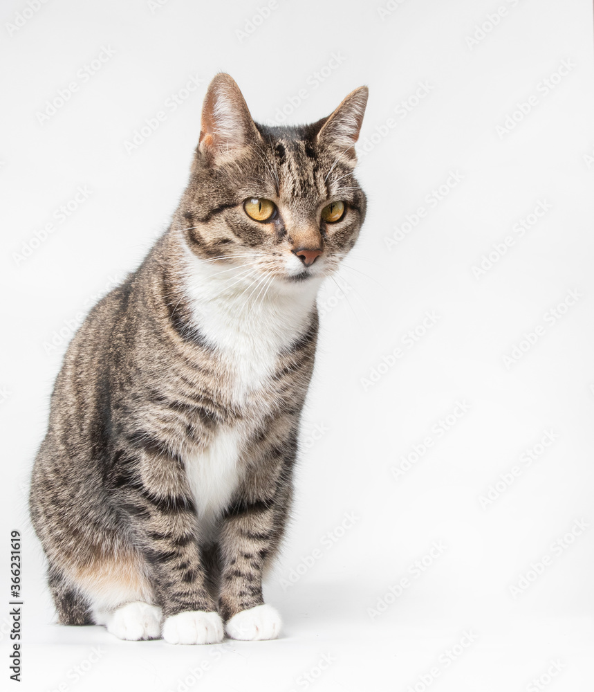 Obraz premium Tabby cat portrait