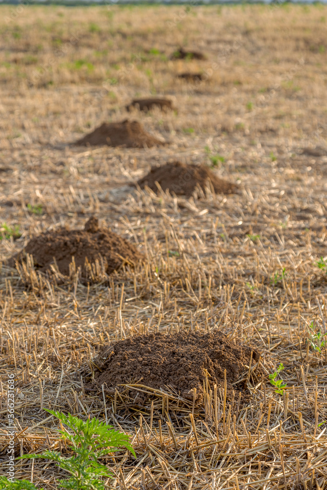 Roof tunnels on the ground. Traces of a mole on the lawn grass. Mole