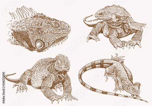 Graphical  vintage set of iguanas , sepia background, vector engraved illustration,lizards