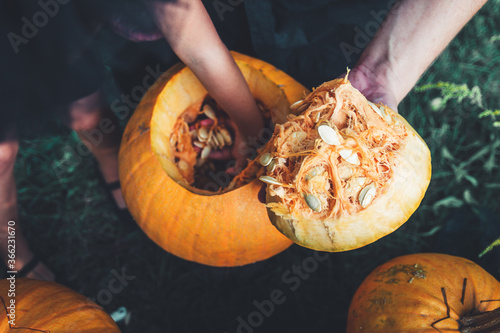 Картината върху платно A close up of man's hand pulls seeds and fibrous material from a pumpkin before carving for Halloween