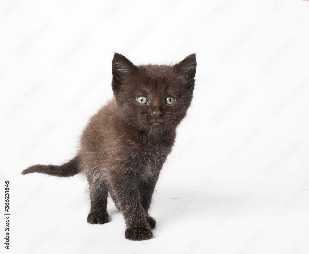 Black kitten in photostudio