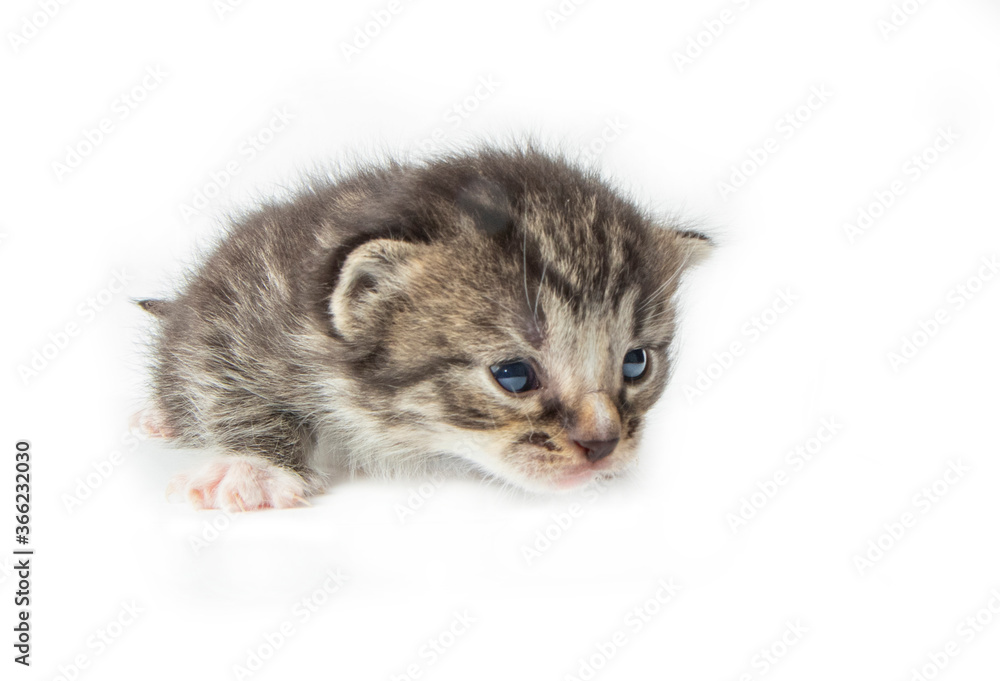 Tabby kitten in photostudio Tabby kitten in photostudio