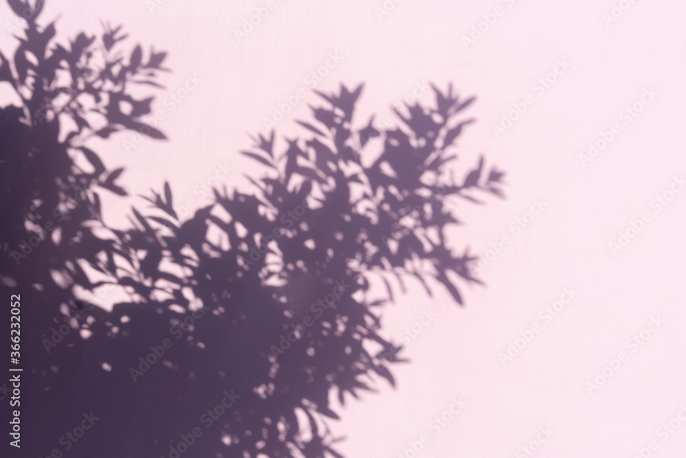 Abstract leaves shadow on pink background.