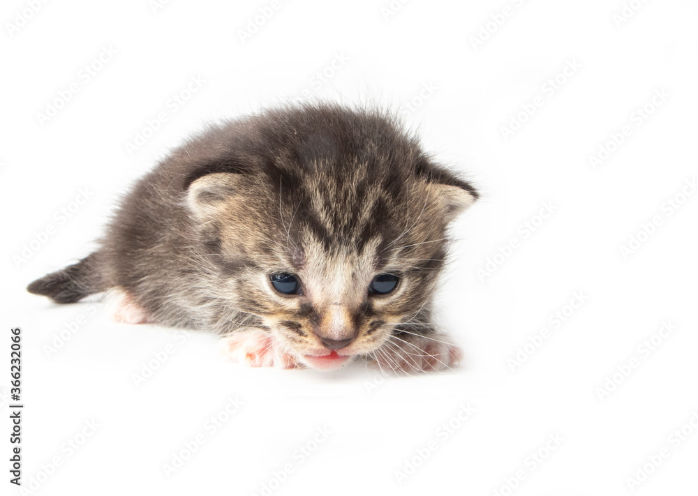 Obraz premium Tabby kitten in photostudio