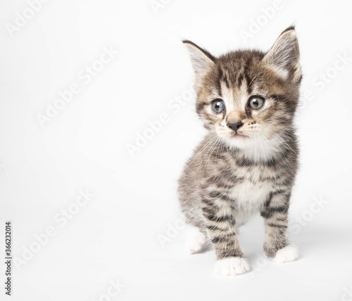 Tabby kitten in photostudio © purrfectphotographs