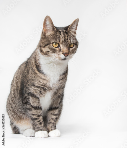 Tabby kitten in photostudio © purrfectphotographs