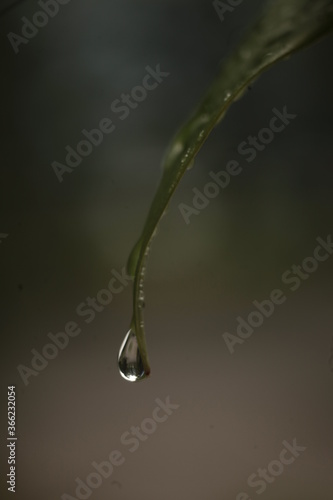 drops of water