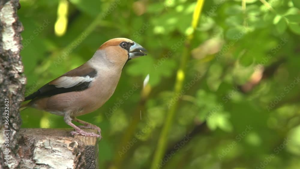 hawfinch bird male feeding watching turn head alerted close view hawfinch bird male feeding watching turn head alerted close view