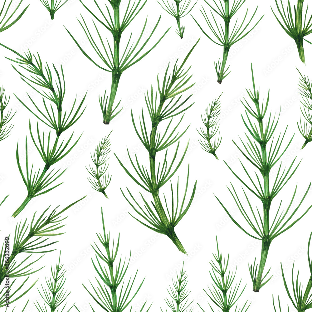 Naklejka Green horsetail plant seamless pattern. Herbal Equisetum arvense isolated on white background. Watercolor hand drawing illustration. Perfect for wallpaper, backdrop, wrapping, medical design.