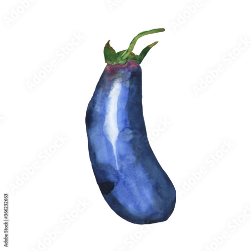 Eggplant isolated on white background. Watercolor hand drawn illustration of fresh vegetable. Perfect for healthy summer food design, print, banner, poster. © Kaya Gach