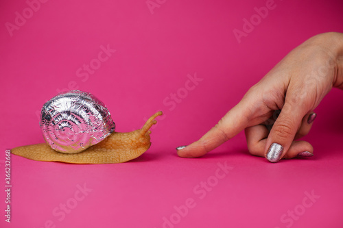 shiny snail on a pink background