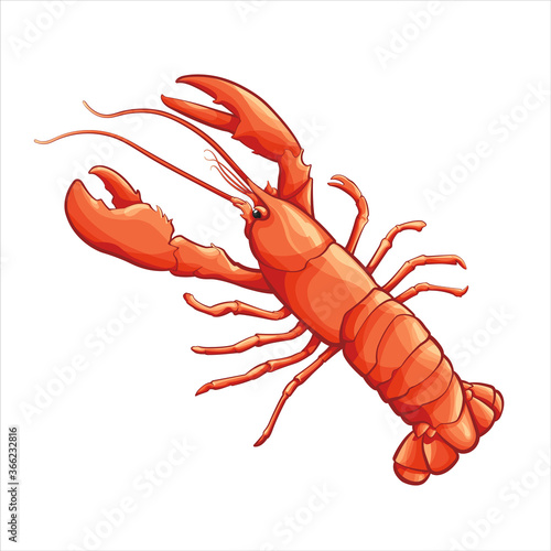 Vector illustration of crayfish isolated on white background