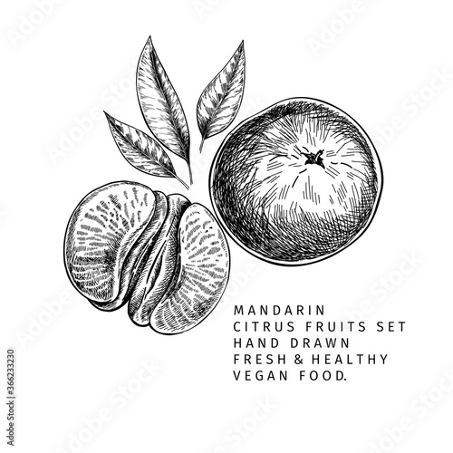 Hand drawn mandarin fruits, whole and sliced, leaves and blossom. Vector illustration of tangerine. Citrus sweet vegetarian food. Good for restaurant menu, package design, food banner.