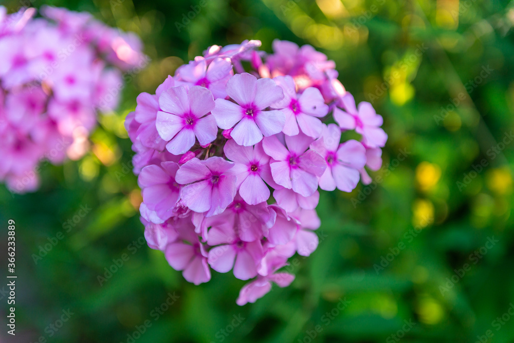 jasny fioletowy kwiat w ogrodzie