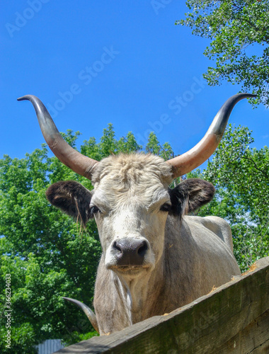 Ox, a beautiful animal with beige fur and large long horns.