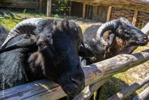 black ram portrait with horn photo