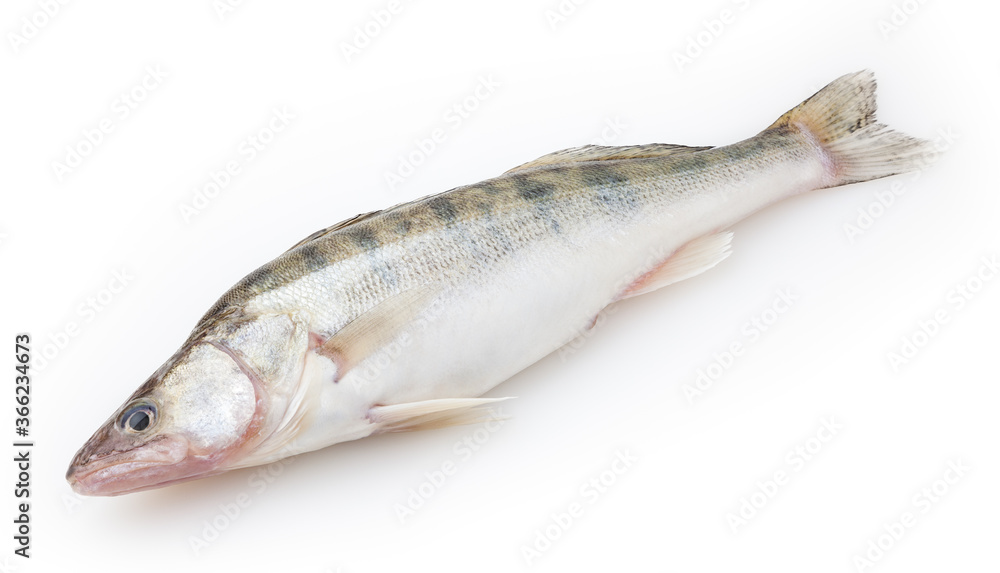 Fresh pike perch isolated on white background Fresh pike perch isolated on white background