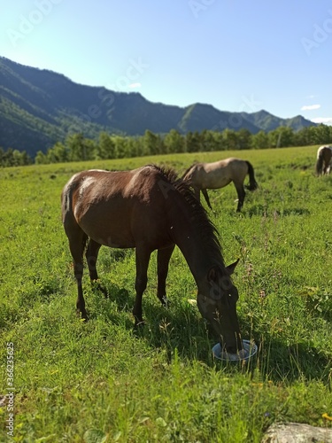 horse in the meadow © Макс Галкин