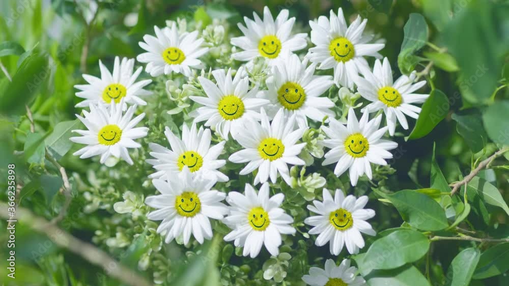 Happy positive flowers smiling at the camera in 4K Slow motion 60fps
Happy positive flowers smiling at the camera in 4K Slow motion 60fps