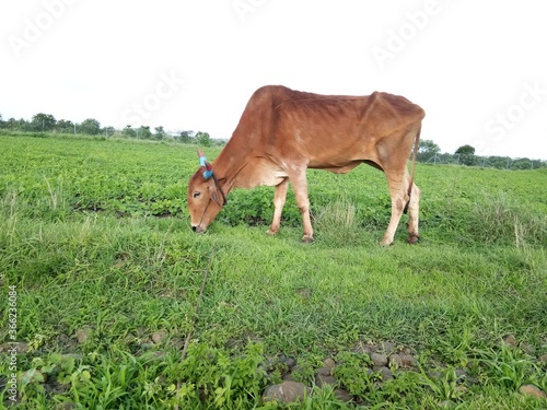 Old Red Bull in the farm 