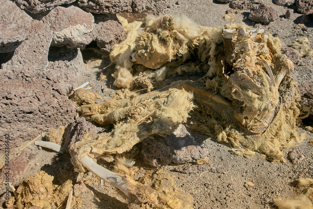 Bones and flesh at Colorada Lagoon - South of Bolivia. Bones and flesh at Colorada Lagoon - South of Bolivia.