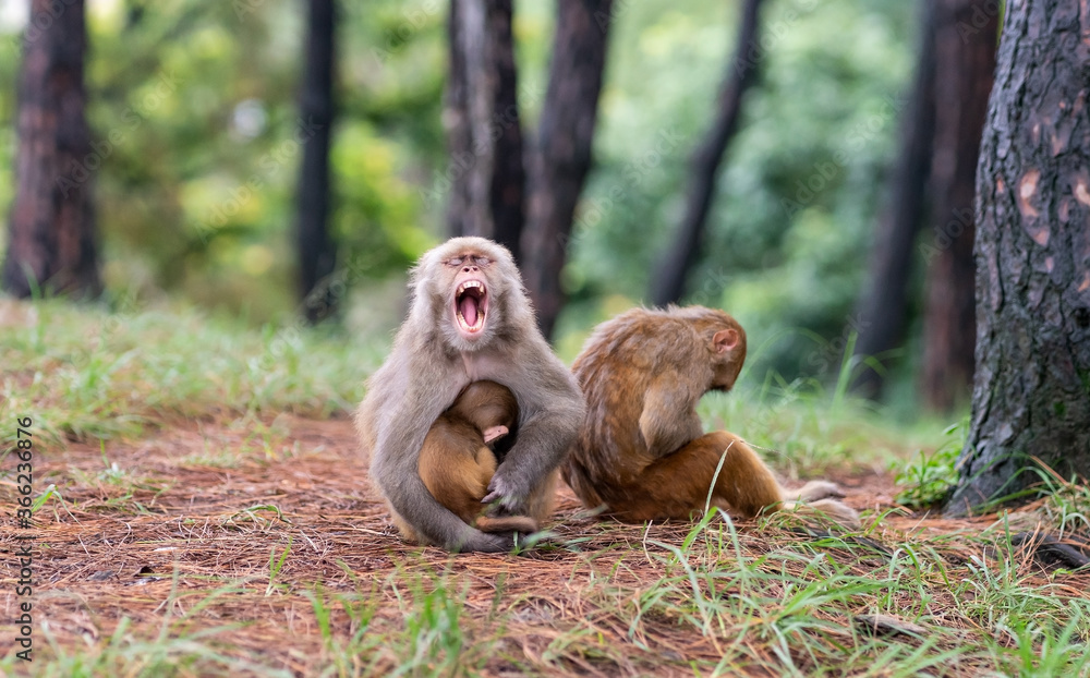 A mother Asian Macaque and her children. Mother monkey is yawning while her baby suckles milk at a forest in Kathmandu, Nepal. A mother Asian Macaque and her children. Mother monkey is yawning while her baby suckles milk at a forest in Kathmandu, Nepal.