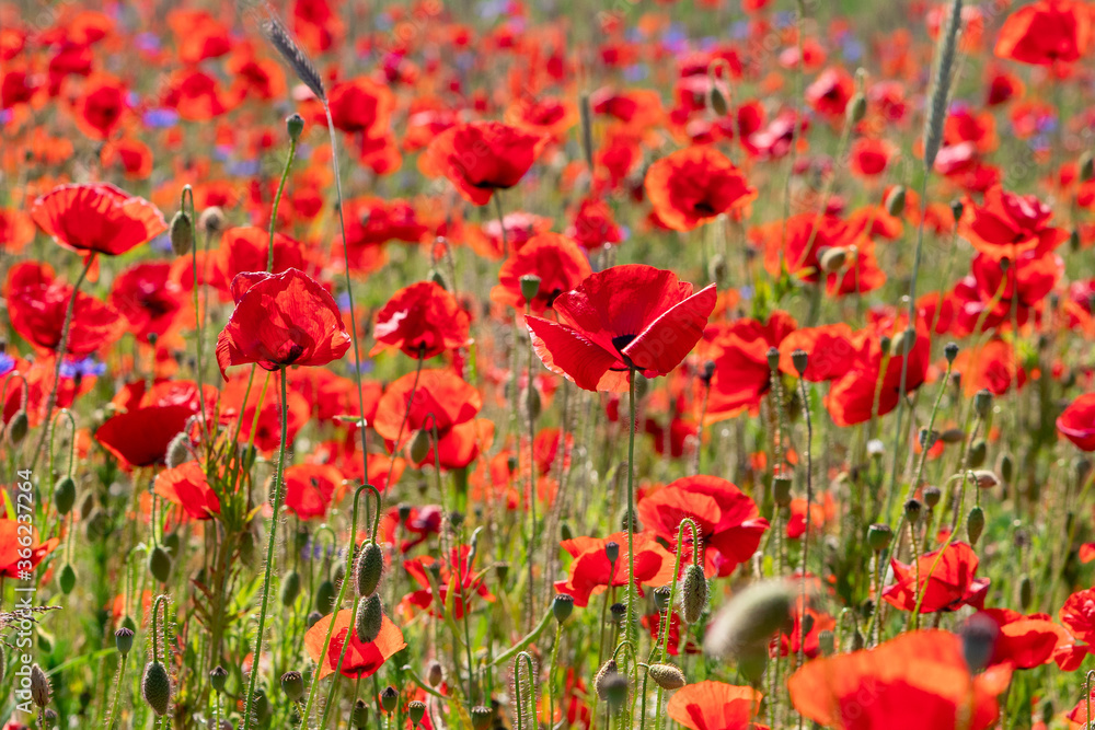 poppy field red flower papaver in summer nature countryside