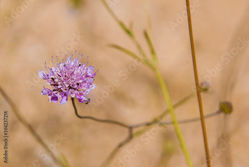 spring flower