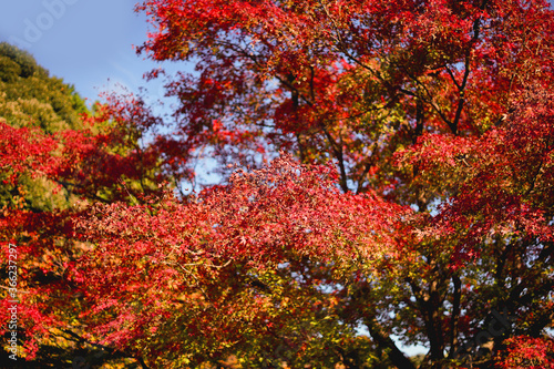 Maple leaves changing color  Autumn seasons at Tokyo in Japan
