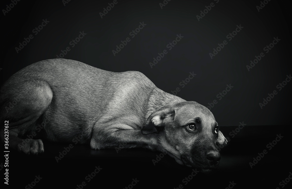 stray dog in studio black background