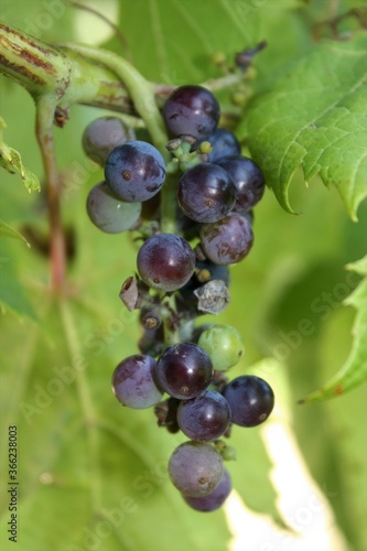 grapes on the vine with green leaves shot closeup in Hutchinson Kansas USA.