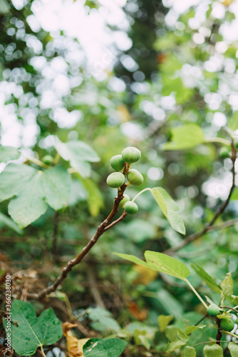 The fig fruit on a tree branch on a blurred background.