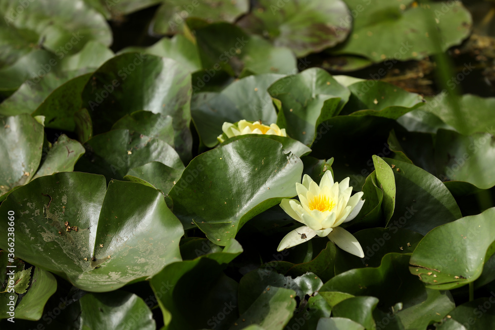 Bright yellow water lily opened in the sun in a pond. Summer relax in a countryside. Bright yellow water lily opened in the sun in a pond. Summer relax in a countryside.