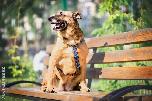 Valokuva friendly pet portrait of happy adult red half-breed dog sitting on park bench